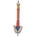 MODELLO COLONA VERTEBRALE - con codice colori - 98x23xh.23cm