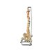 MODELLO COLONNA VERTEBRALE - con teste femorali - 